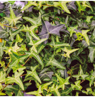 Плющ звичайний 'Sagittifolia'