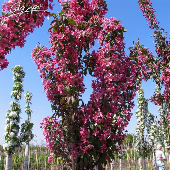 Яблоня 'Profusion' - 2