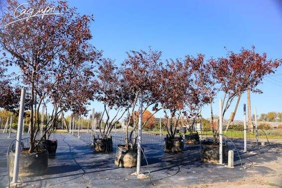 Слива вишнеплодная 'Nigra' #9, WRB 40+ 500+ St. 1/2 - 9 Слива вишнеплодная 'Nigra' #9, WRB 40+ 500+ St. 1/2 - 9