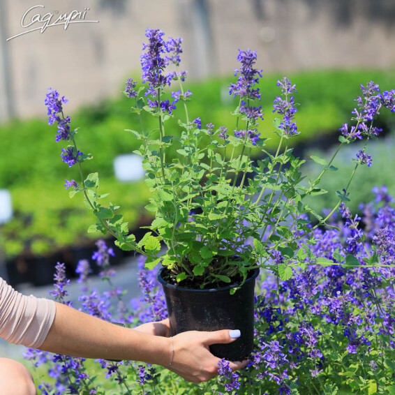 Котовник Фассена 'Hill Grounds' #1, C2 - - 3