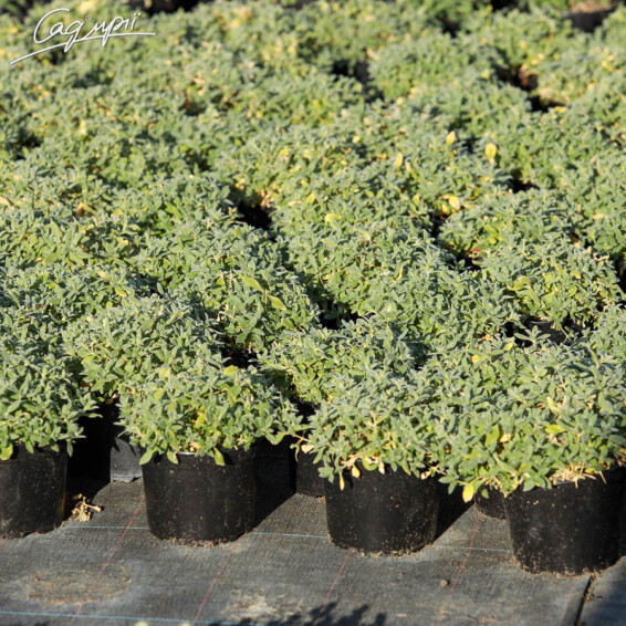 Роговик повстяний, C1.5 - - 4