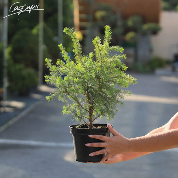 Ель сербская #2, WRB 100-125 - 2