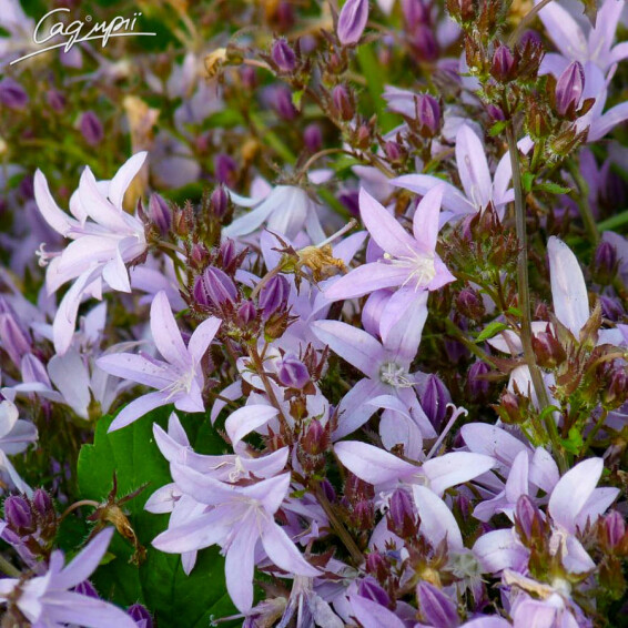 Колокольчик Пожарского 'Lisduggan Variety' - 4