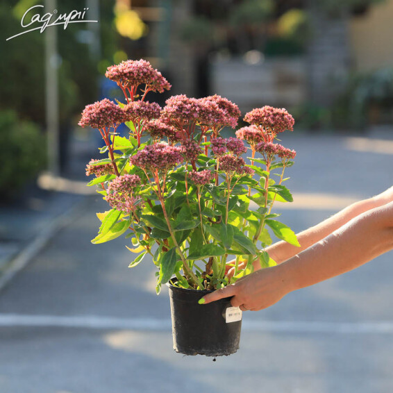 Очиток гібридний 'Herbstfreude', C2 - - 2