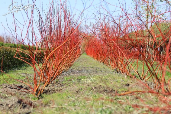 Дерен білий 'Sibirica' - 6