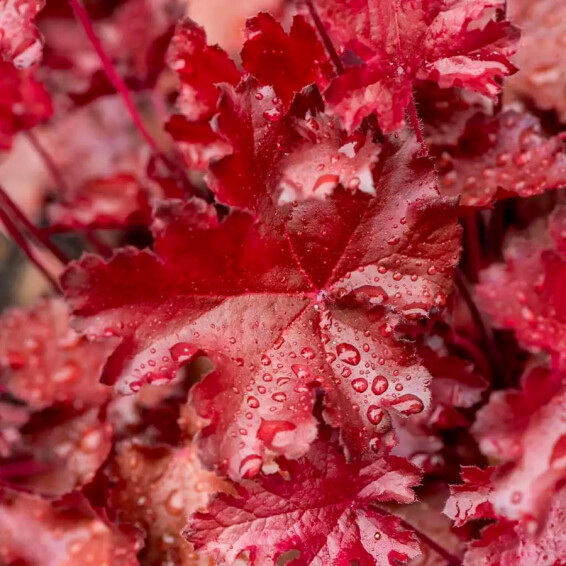 Гейхера 'Rex Fire® PBR' - 2