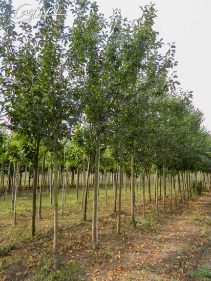 Яблуня 'John Downie' - 5