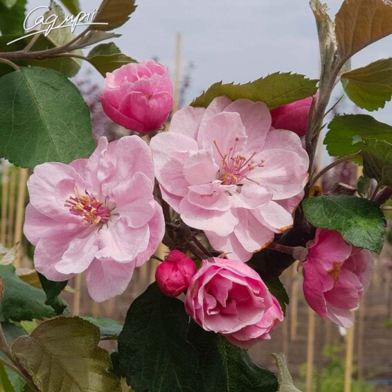 Яблоня 'Brandy Wine' - 2