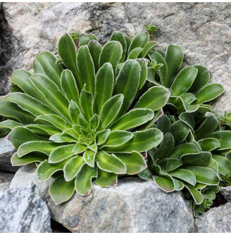 Ломикамінь котиледон