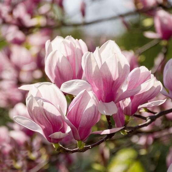 Магнолия гибридная 'Red Lucky' - 1