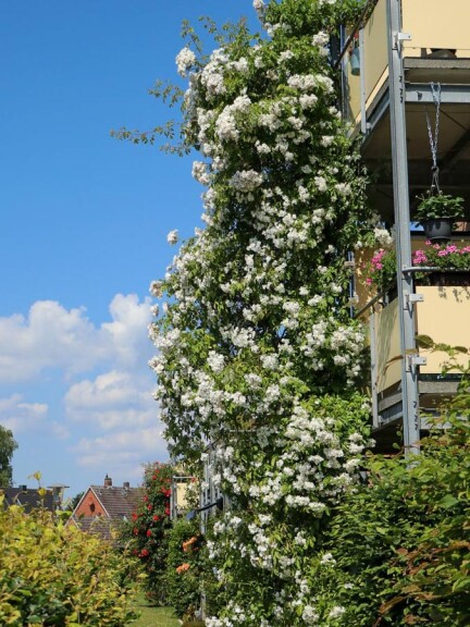 Роза многоцветковая - 6 Роза многоцветковая - 6