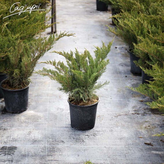 Ялівець козацький 'Blue Sparkle' - 4 Ялівець козацький 'Blue Sparkle' - 4