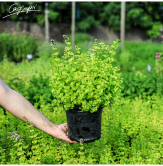 Мята душистая 'Apple Mint'