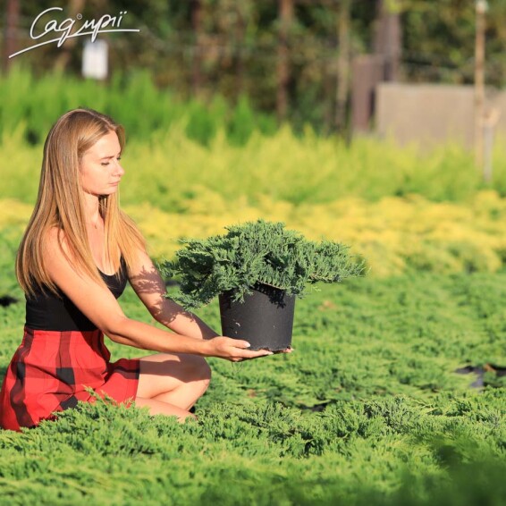 Можжевельник горизонтальный 'Prince of Wales' #1, C3 - - 1