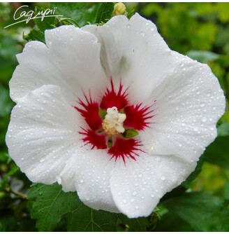 Гибискус сирийский 'Red Heart'