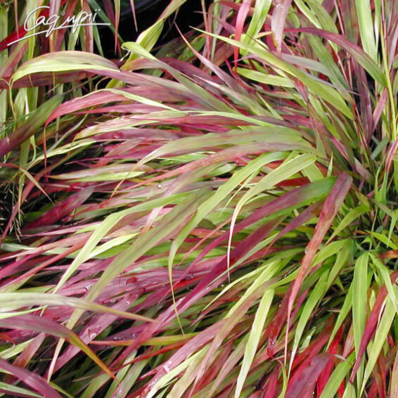 Хаконехлоя велика 'Nicolas' - 4