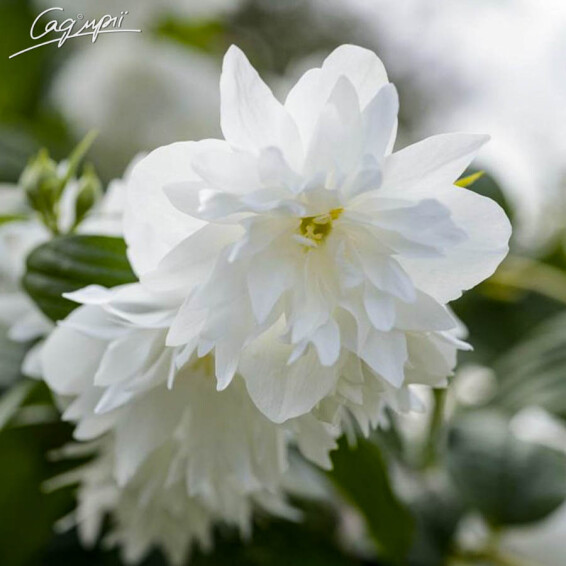 Жасмин садовый (чубушник) 'Minnesota Snowflake' - 2