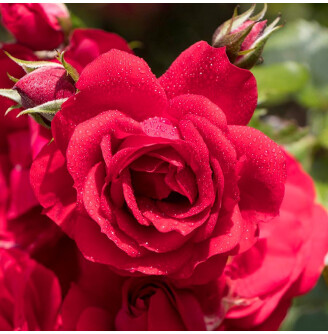 Роза плетистая 'Amadeus'