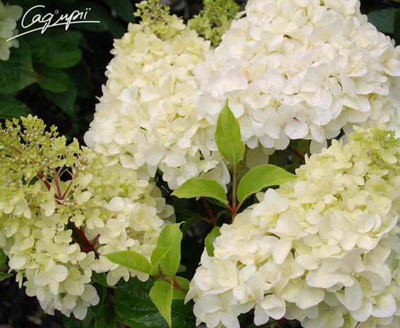 Гортензия метельчатая 'Diamantino'® #3, С10 - - 3