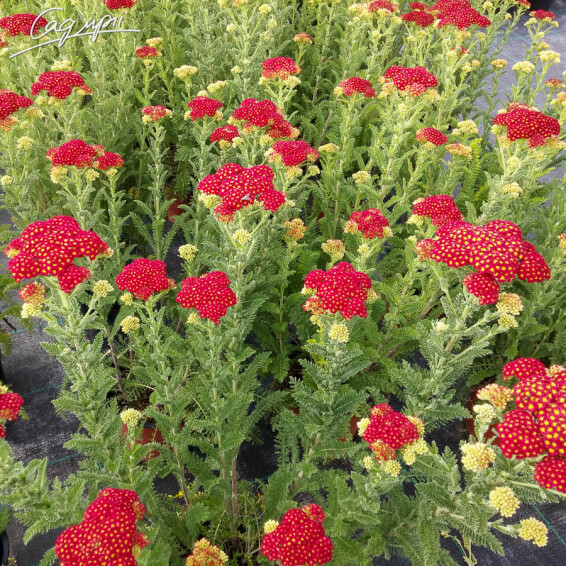 Деревій звичайний 'Red Velvet' - 6 Деревій звичайний 'Red Velvet' - 6