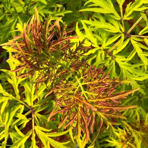 Бузина 'Lemony Lace' - 9 Бузина 'Lemony Lace' - 9