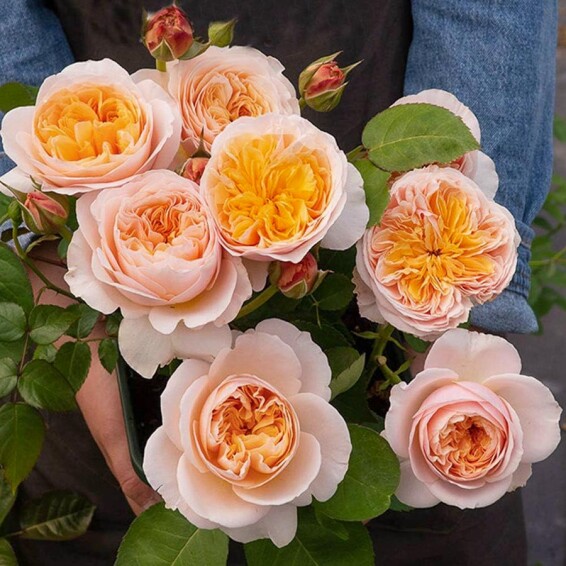 Роза чайно-гибридная 'Juliet' - 3 Роза чайно-гибридная 'Juliet' - 3