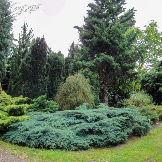 Ялівець лускатий 'Blue Carpet' - 1