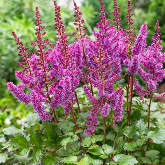 Астильба гибридная 'Purple Rain' ® PBR - 1