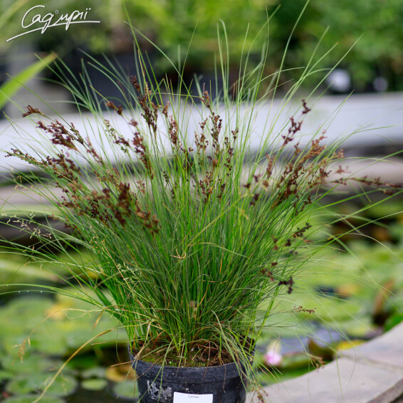 Ситник, C3,C2 - - 2