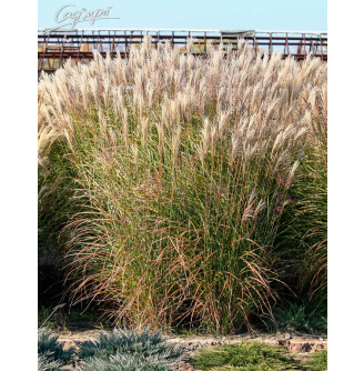 Міскантус китайський 'Late Hybrids'