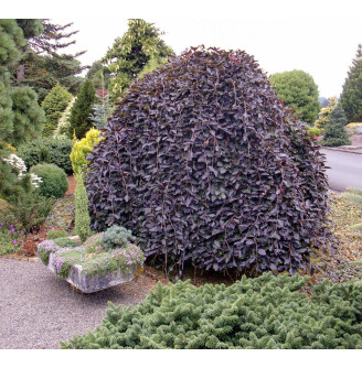 Бук лісовий 'Purpurea Pendula'