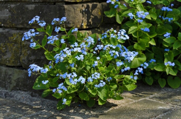 Брунера великолиста - гарний, витончено квітучий багаторічник