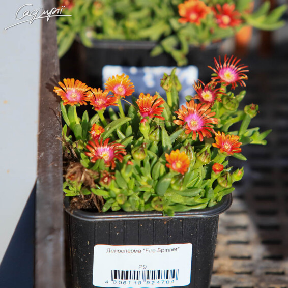 Делосперма 'Fire Spinner' - 3