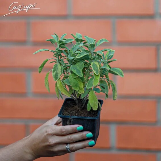 Шавлія лікарська 'Aurea' - 1