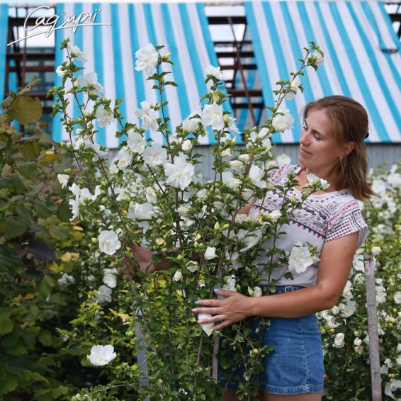 Гибискус сирийский 'White Chiffon' - 1