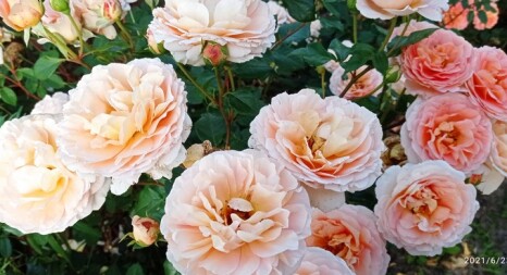 Троянди: кущові, плетисті та штамбові форми