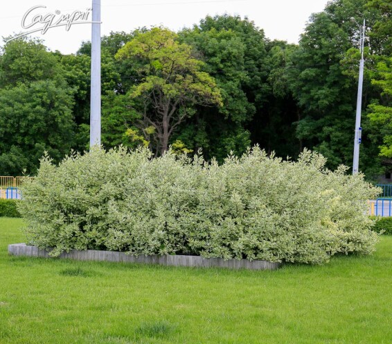 Дерен білий 'Sibirica Variegata' - 1
