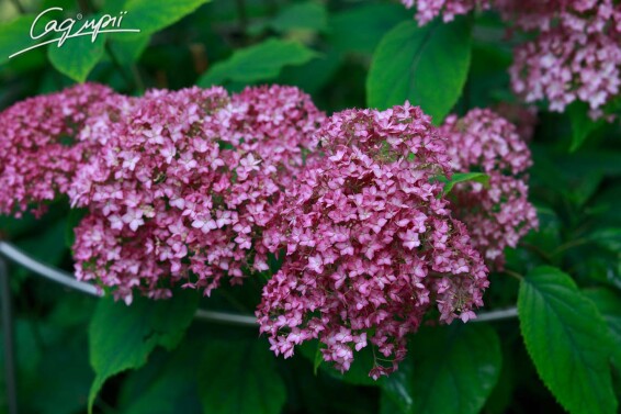Гортензія деревовидна 'Pink Annabelle' - 4