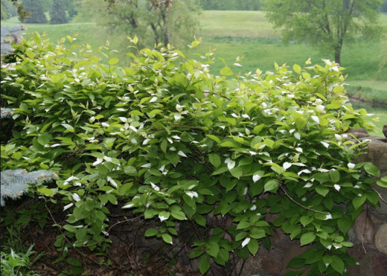 Актинидия остролистная 'Issai' - 2