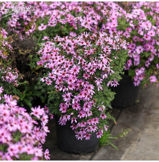 Айстра кущова 'Rosenwichtel'