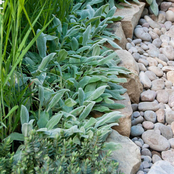 Чистец византийский ‘Silver Carpet’ #1, ГК - - 3