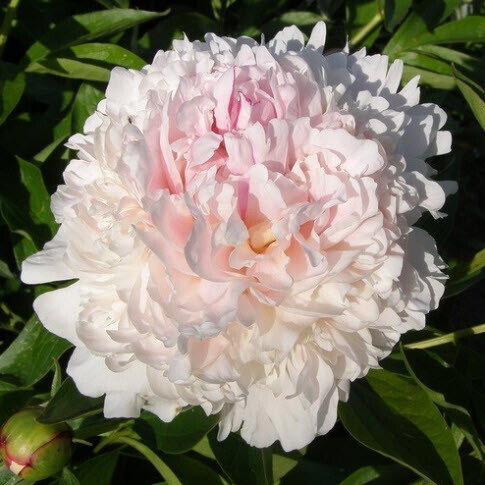 Півонія трав'яниста 'James Pillow' - 1