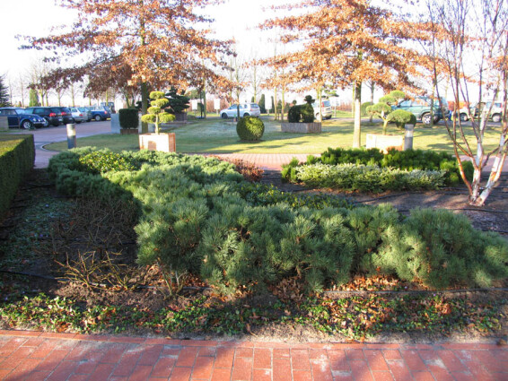 Сосна горная mughus - 1 Сосна горная mughus - 1