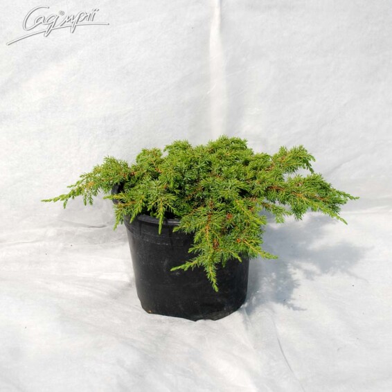 Ялівець звичайний 'Green Carpet' - 1