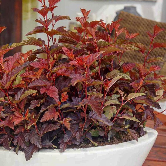 Пухироплідник калинолистний 'Little Angel' #1, C3 - - 5