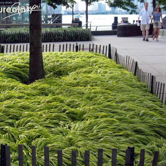 Хаконехлоя велика 'Nicolas' - 2