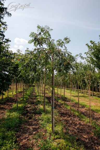 Рябина обыкновенная 'Pendula' #1, WRB 12--14 225-250 St. 200-225 - 7