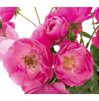 Роза бордюрная 'Angela'