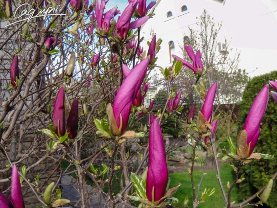 Магнолія гибридна 'Susan' #4, WRB кущ - 250-300 - - 4