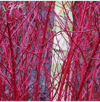 Дерен білий 'Sibirica'